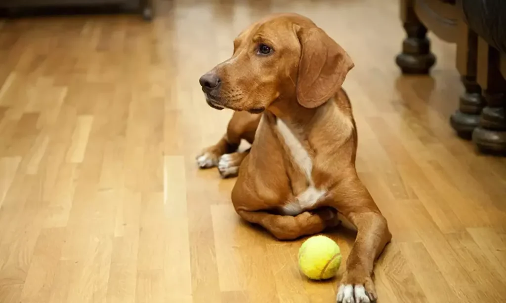 pet sitting on the floor with his tennis ball